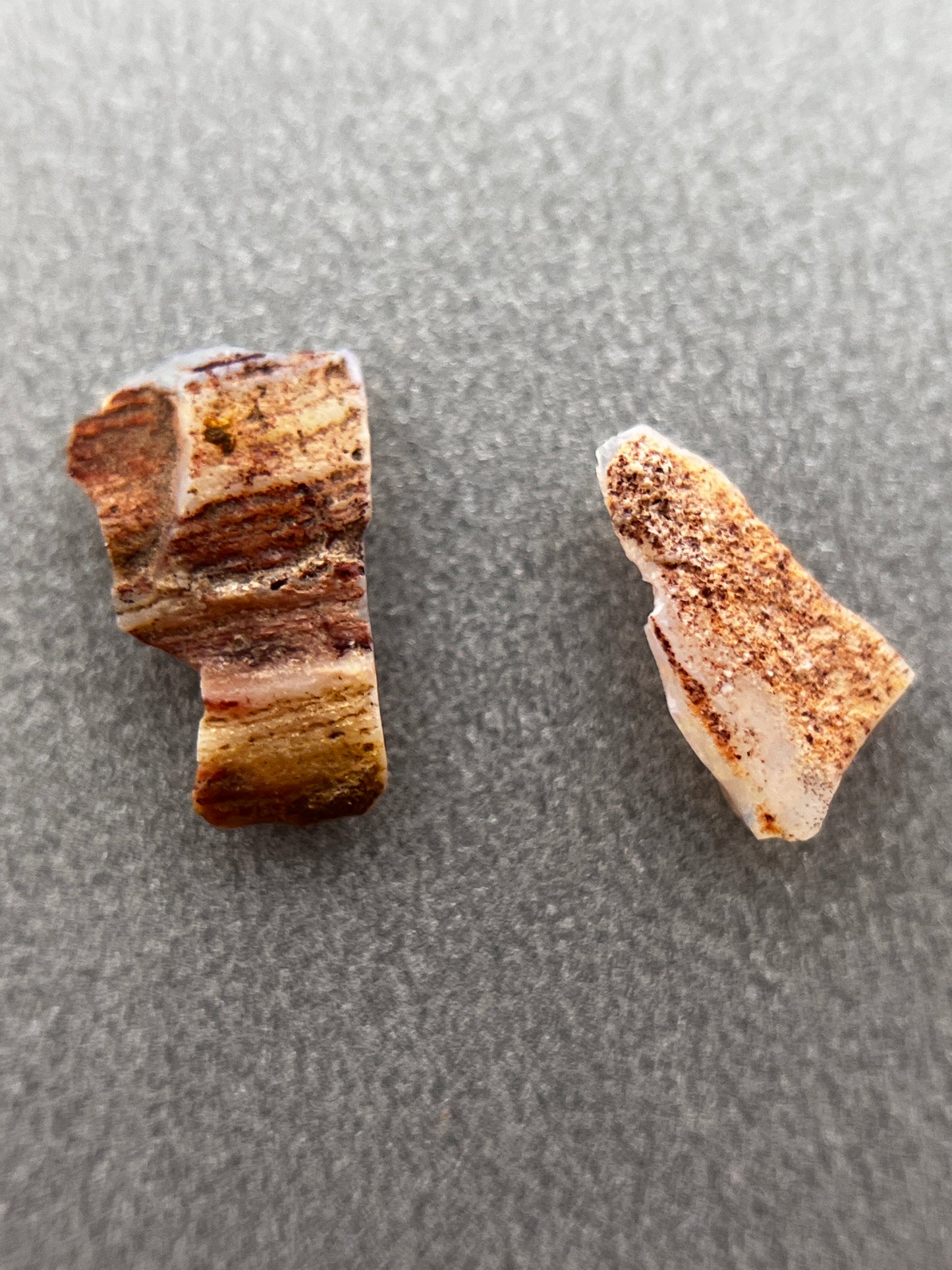 「Shell leaf」オパール化貝化石/ 1.00ct/フリーシェイプ/クーパーペディ、オーストラリア